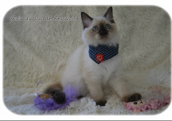 femelle seal colourpoint - Chatterie Ragdolls du Val de Beauvoir